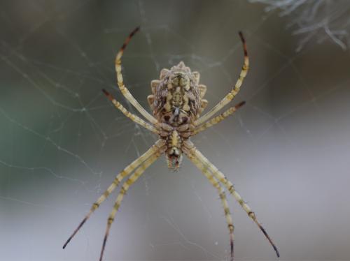Réf. 214 406 : Argiope lobata